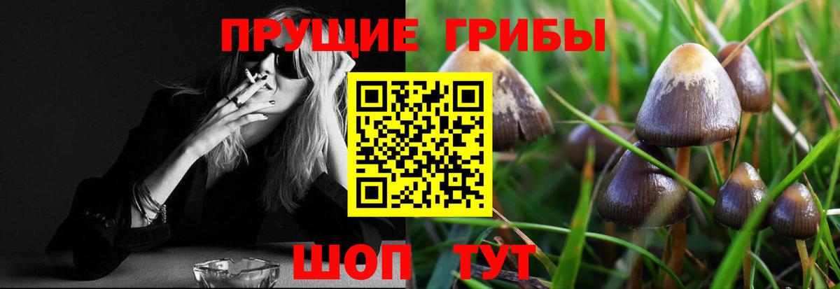 Горно-Алтайск  Псилоцибиновые грибы прущие грибы  Вход с VPN  Псилоцибиновые грибы мухоморы 